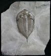 Dalmanites Trilobite From New York #9210-1